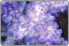 Deep Purple Btanching Beauty. Fiji Collected
